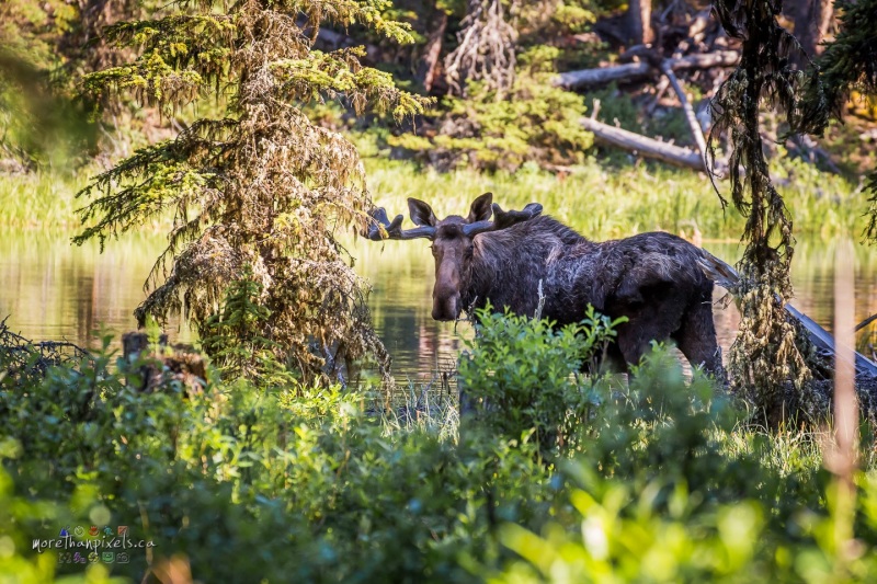 15-moose-01