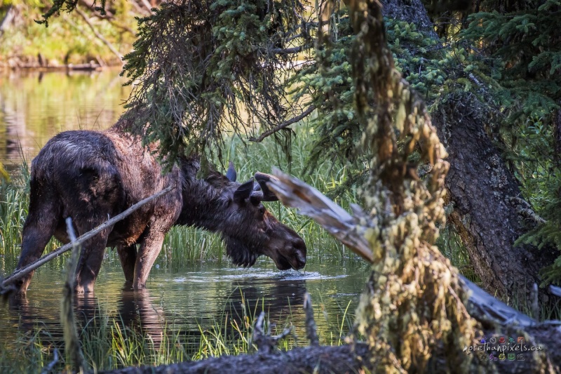 16-moose-02