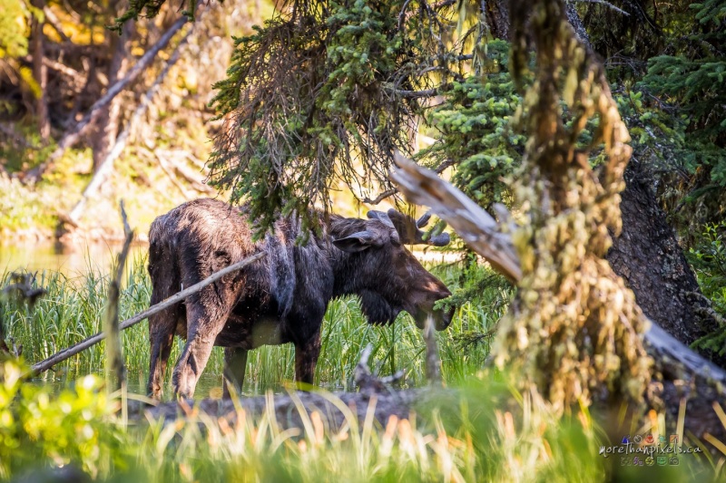 17-moose-03