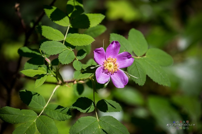 7-alberta-rose