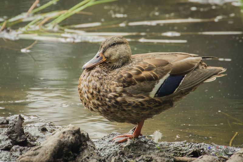 bc-duck