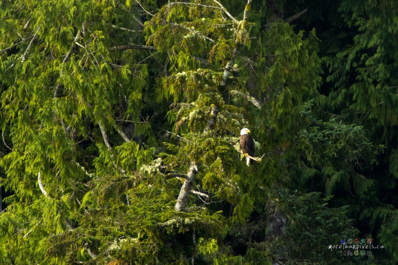 bc-eagle-1