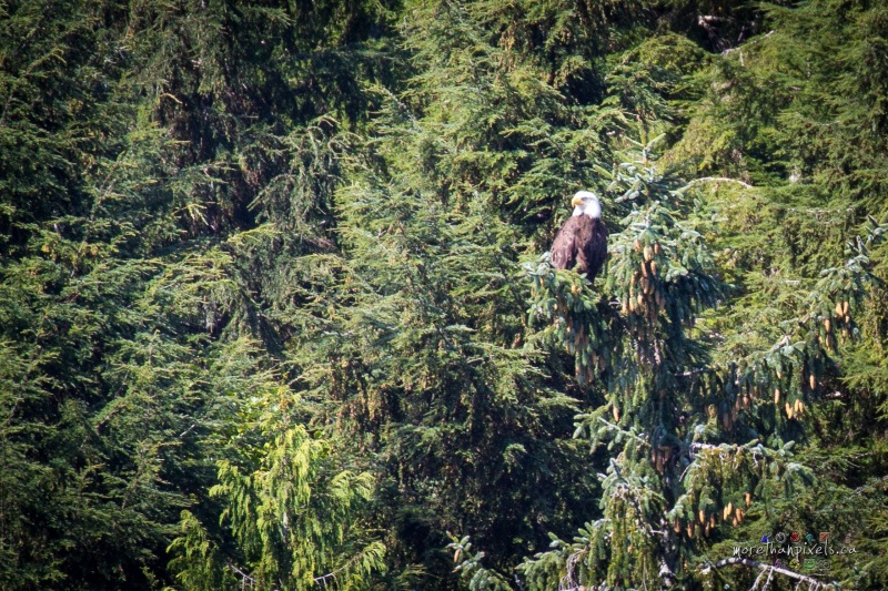 bc-eagle-2