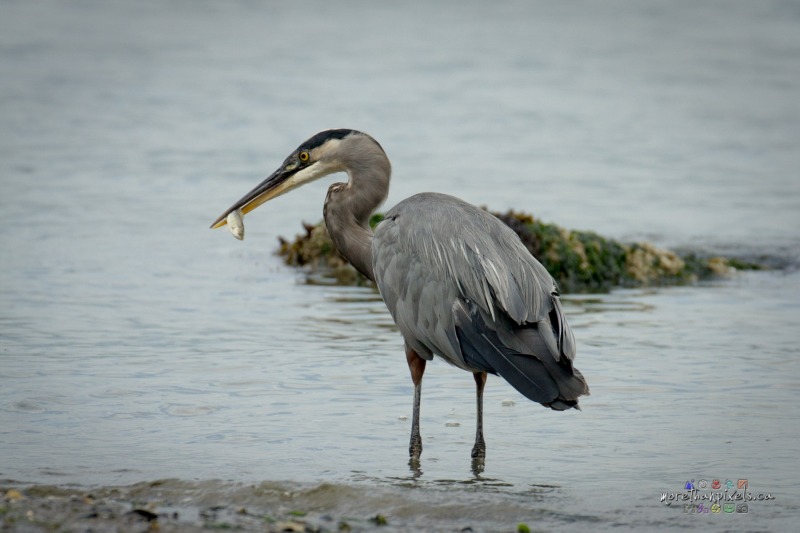 bc-heron