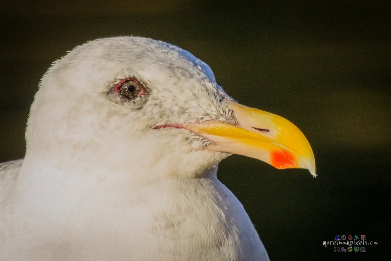 bc-seagull