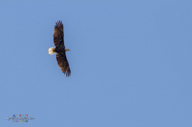 drive-eagle-2