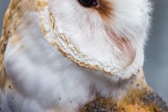 Barn-Owl-Contest-Mar2015.-1-640-sec-at-f-5.6-ISO-800.-Canon-EOS-6D-with-EF70-300mm-f-4-5.6L-IS-USM