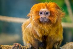 Golden-Lion-Tamarin-Contest-Mar2015.-1-40-sec-at-f-4.5-ISO-3200.-Canon-EOS-6D-with-EF70-300mm-f-4-5.6L-IS-USM